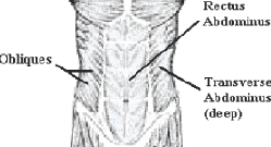 The Abdominal Muscle Group